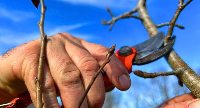 Formation arboriculteur Initiation à la taille de formation des arbres fruitiers
