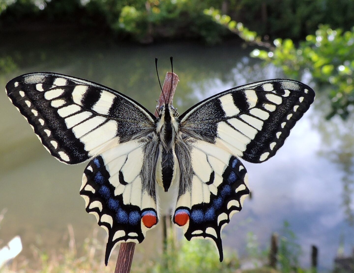 Formez-vous aux papillons de jour