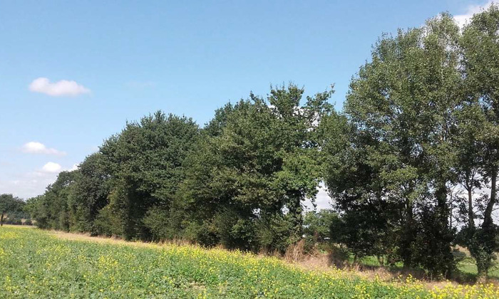 Gestion des arbres têtards (49) Aire de pique-nique de Gévrise