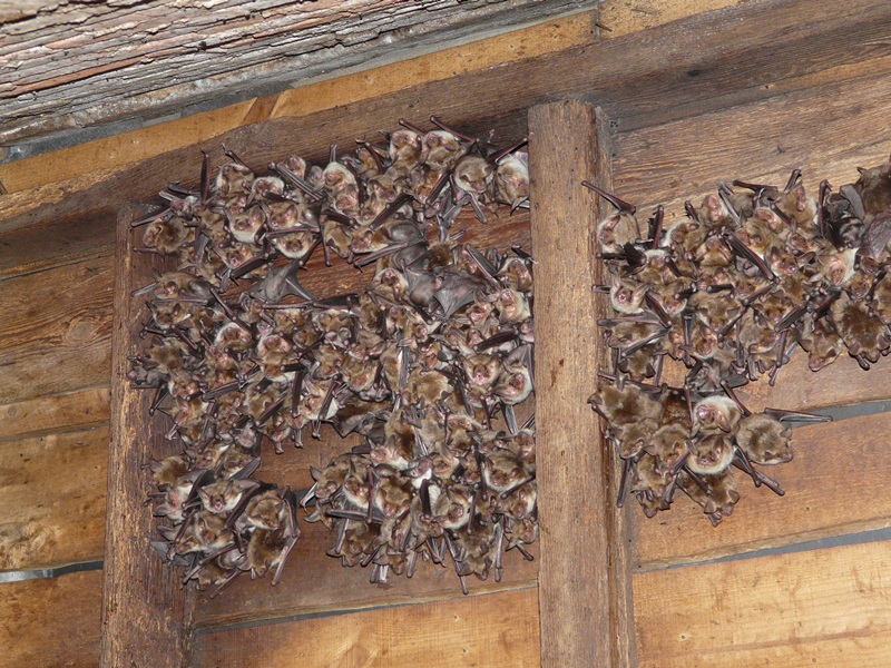 Identification et écologie acoustique des Chiroptères