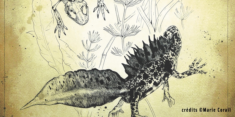 Illustrations scientifiques animatlières et botaniques