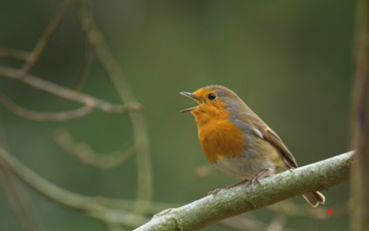 Initiation à la reconnaissance des chants d’oiseaux - NIVEAU 1 Maison Paris Nature Paris