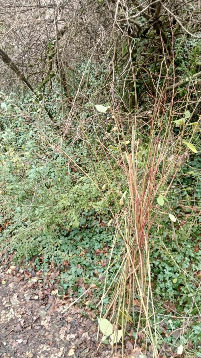 Initiation à la vannerie sauvage : balade et création 30 route des caires Thiolières