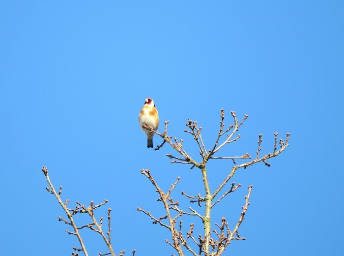 Initiation aux chants d'oiseaux Bordeaux - Lieu de départ communiqué par l'association à l'inscription Bordeaux