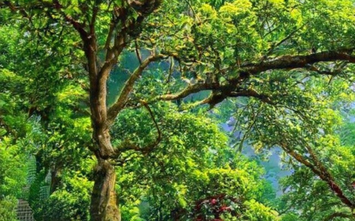 Intelligences artificielles Maison Paris Nature  Paris