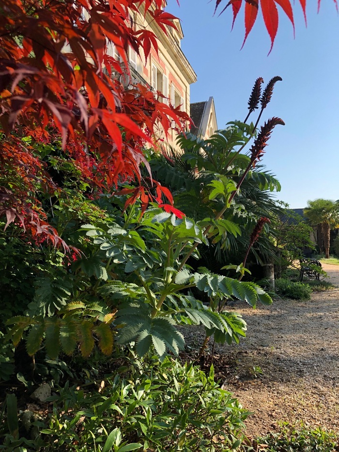 jardin de la Chêneraie  pour les "rendez-vous au jardin" Jardin de la Cheneraie