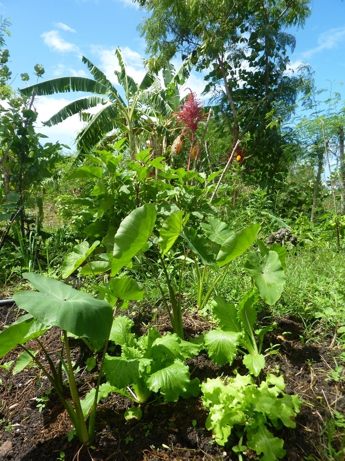 Jardin Extrabiordinaire - Découvrir la biodiversité au travers du Jardin Créole jardin extrabiordinaire Vieux-Habitants