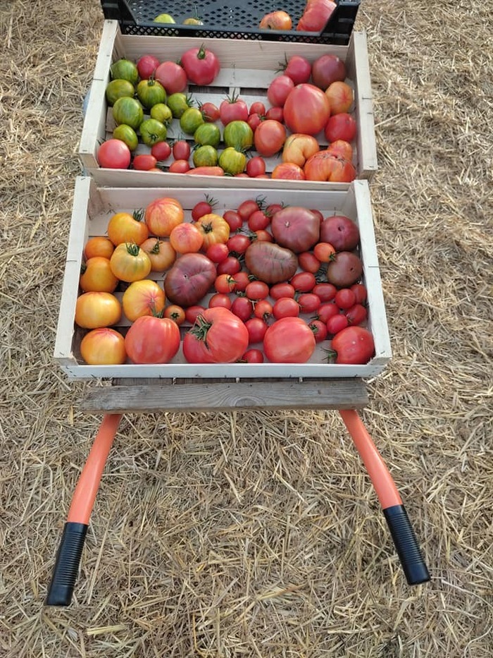 Jardinons ! Atelier "réussir ses tomates" Parc Naturel Urbain du Champ des Bruyères Saint-Étienne-du-Rouvray