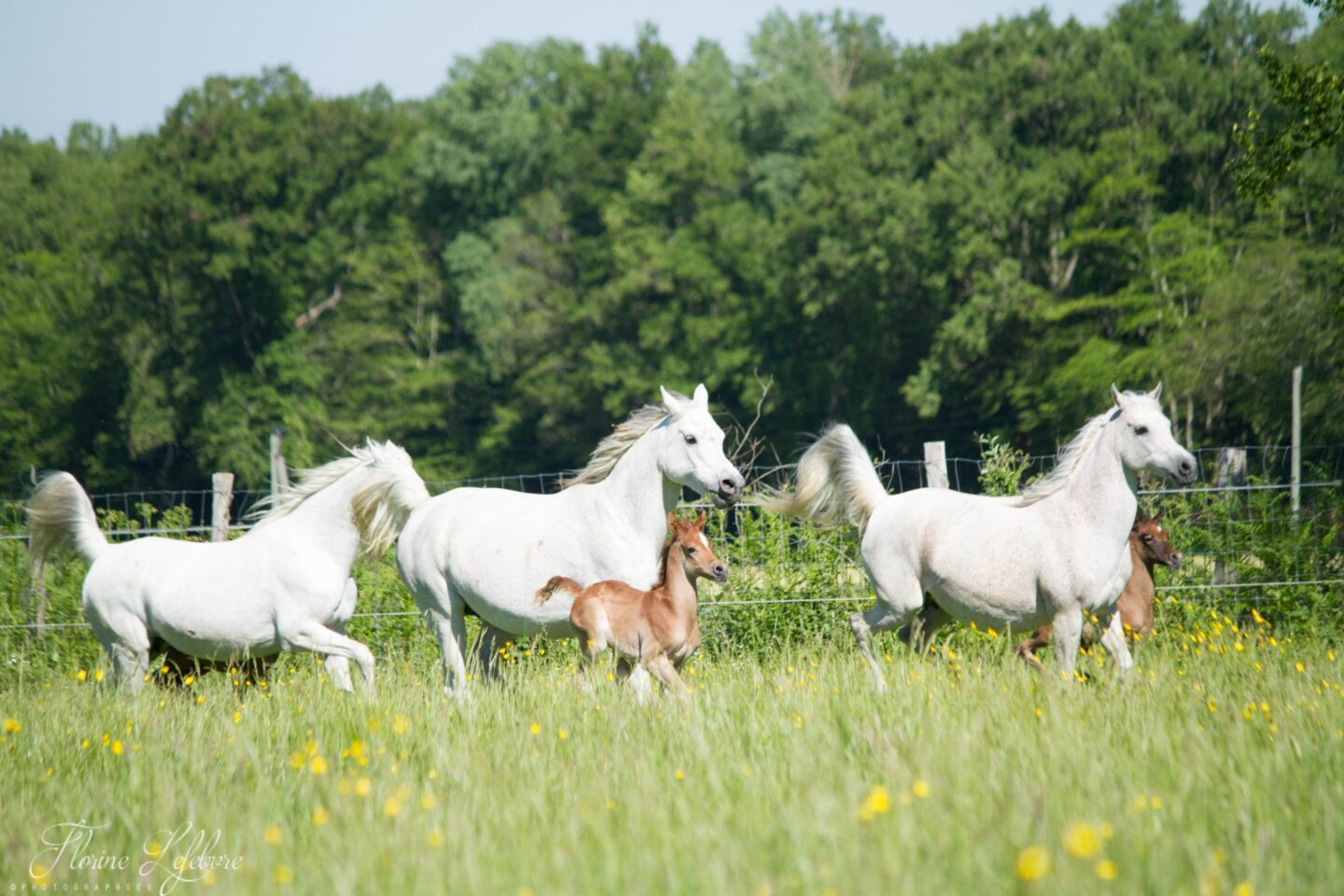 Journée Haras de la Chataignière et repas 1 PROMENADE DE LA FORET Dun-le-Palestel 2026-08-22 Journée Haras de la Chataignière et repas