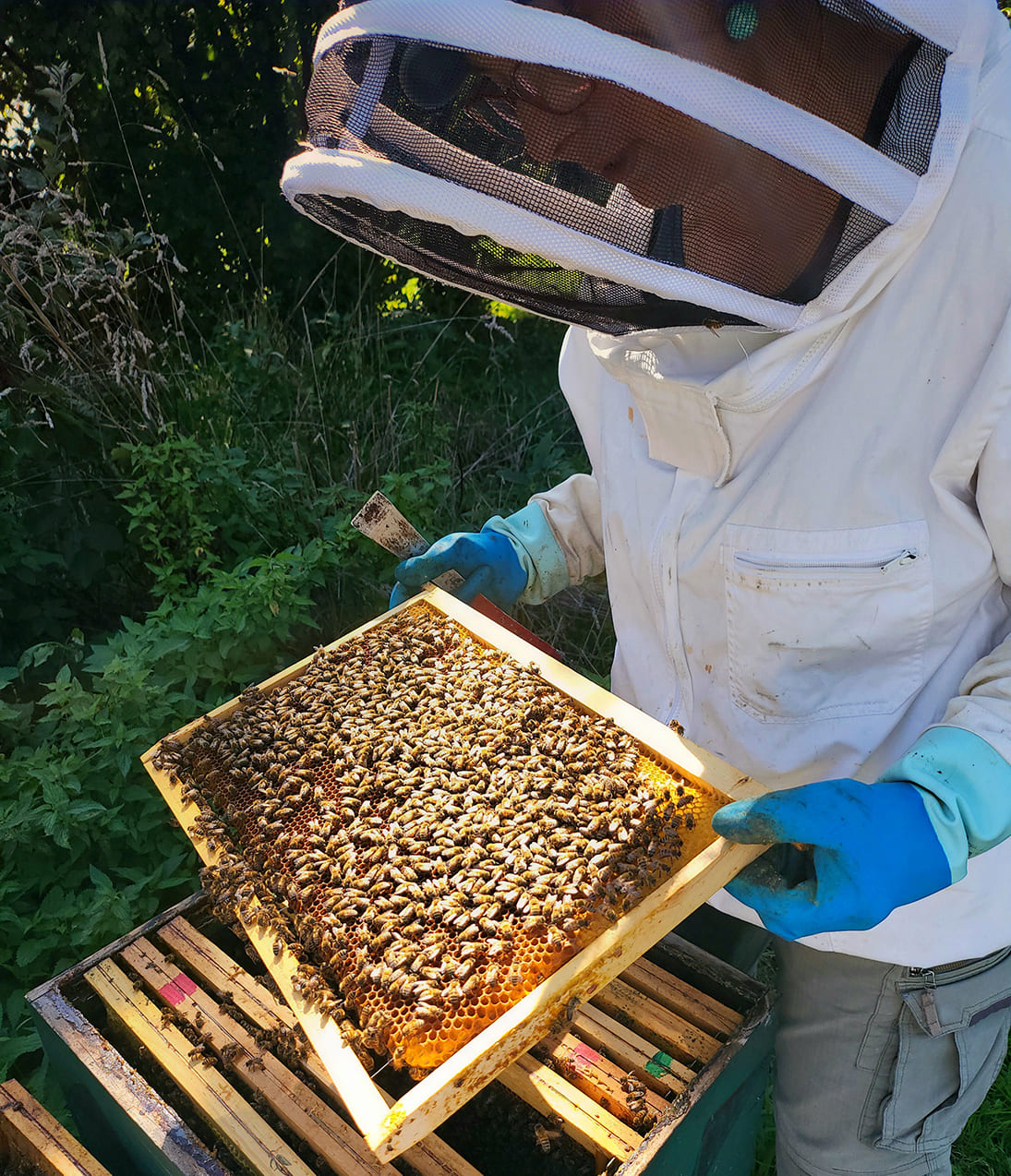Journée Mondiale des Abeilles