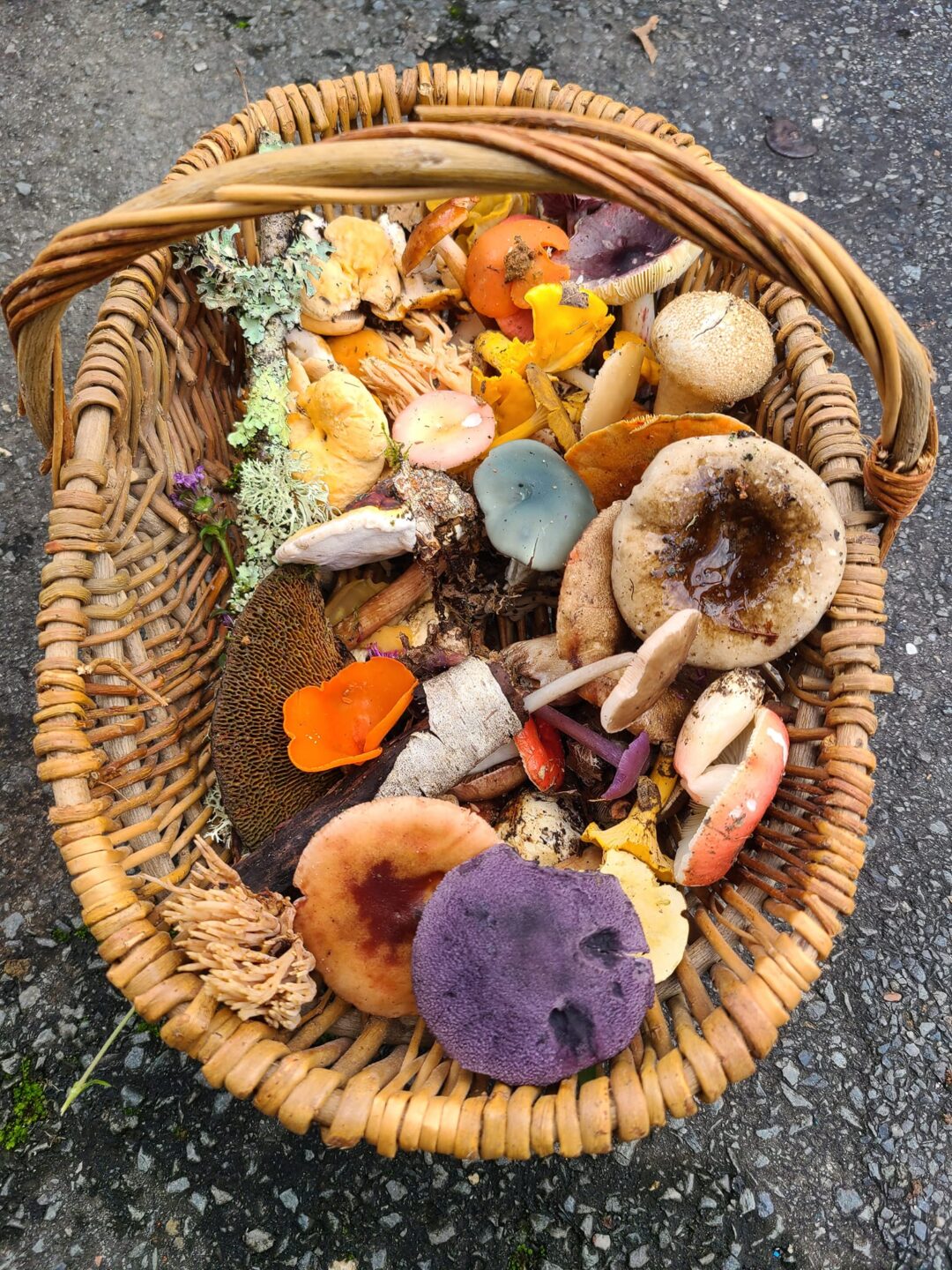 Journée mycologique cueillette de champignons