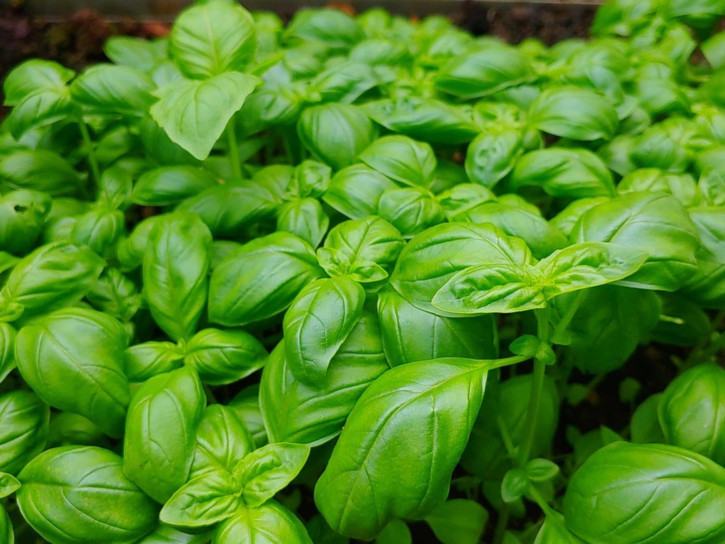 Journée rencontres Jardins d'Italie