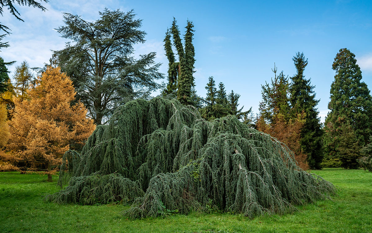 Journées internationales des forêts à l'Arboretum de Paris Arboretum de Paris  PARIS