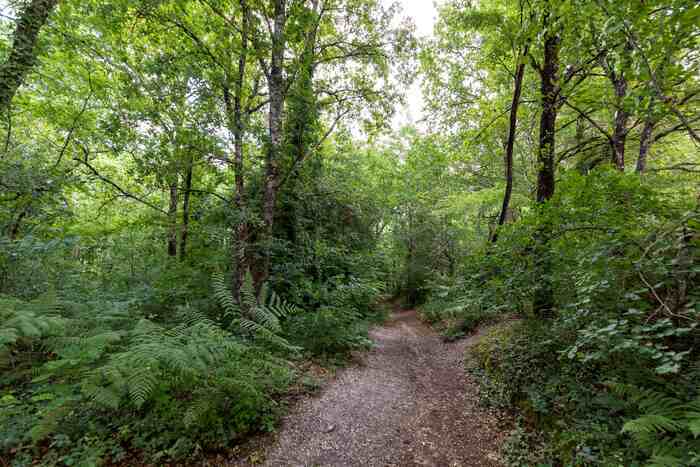 Kezako la gemmothérapie Le Taillan-Médoc - Lieu de départ communiqué par l'association à l'inscription Le Taillan-Médoc