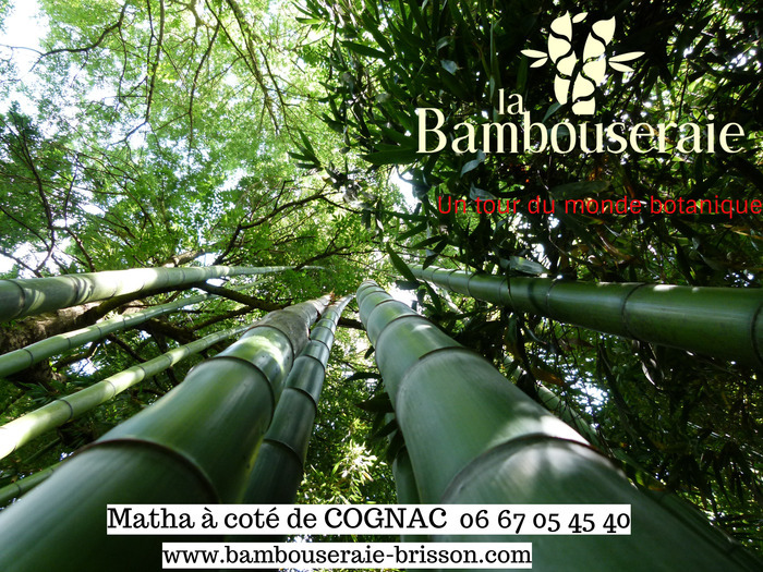 La Bambouseraie Brisson La Bambouseraie Matha