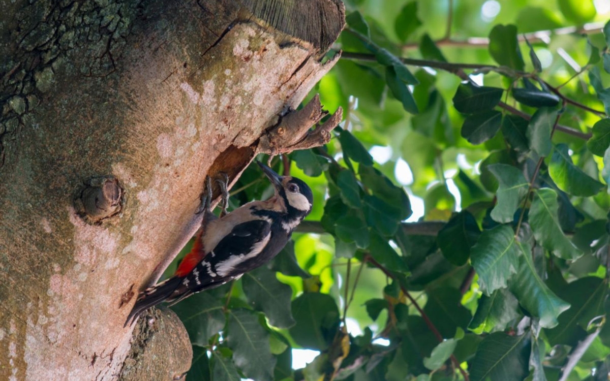 La forêt s'éveille sur les coteaux Meudon ! Place Henri Brousse  Meudon
