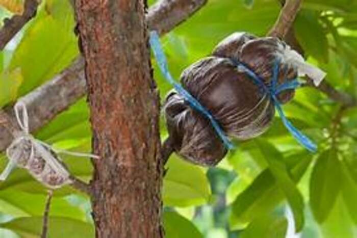 La greffe et le marcottage aérien Métropole Rouen Normandie Rouen
