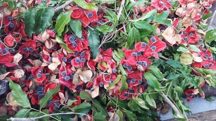 La kaz à Graines KAZ A GRAINES Bragelogne