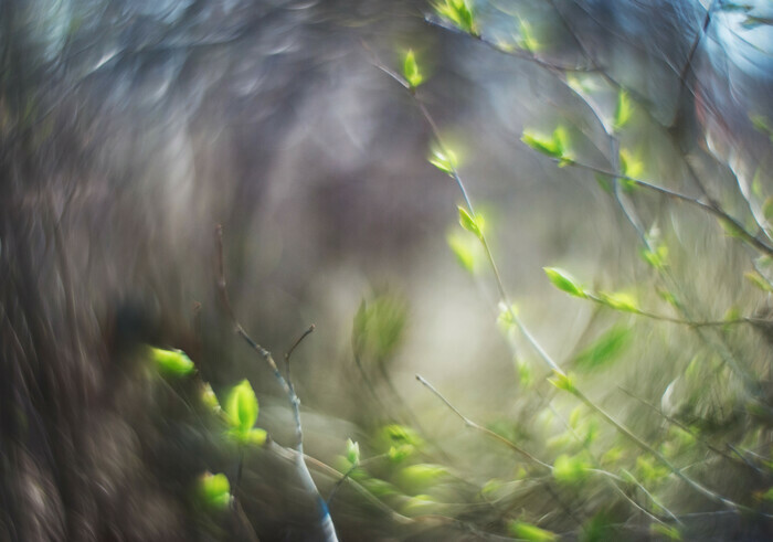 La symphonie des arbres Bibliothèque des Eaux-Vives Genève