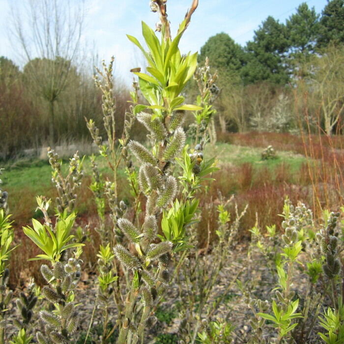 L’arrivée du printemps au Puythouck. Verger Grande-Synthe