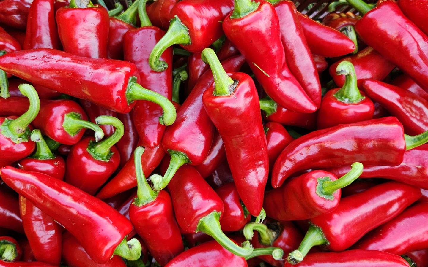 L’Atelier Découverte de la Ferme Kultur Piment 13 Chemin de Lurbinttoenborda Cambo-les-Bains 2026-09-15 L’Atelier Découverte de la Ferme Kultur Piment