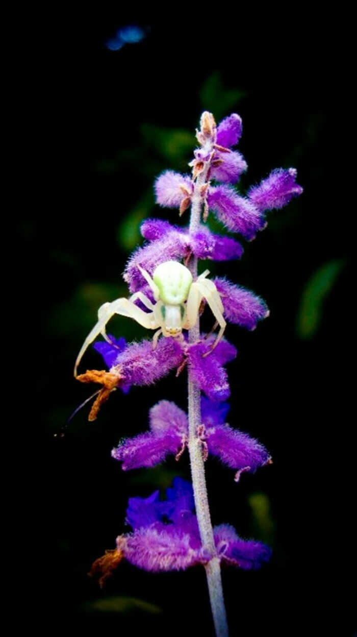 L'autre facette des vilains et vilaines : à la découverte des espèces peu appréciées Le Haillan - lieu de départ communiqué par l'association à l'inscription Le Haillan