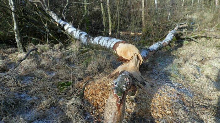 Le Bièvre en région Lilloise Médiathèque "le Vivier" Cysoing