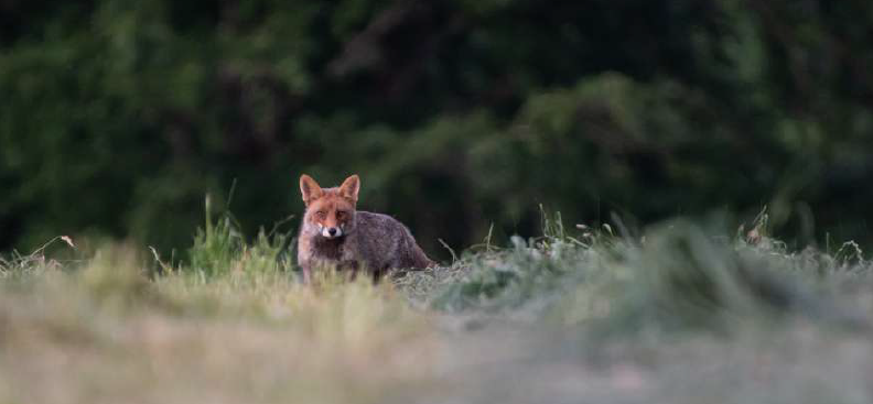 Le monde de la nuit Dimanche Nature