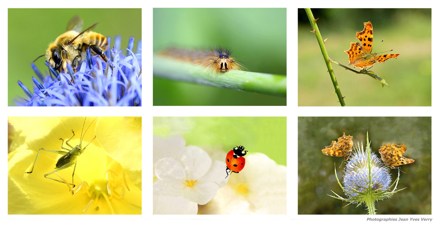 Le monde des insectes Exposition photos de Jean-Yves Verry