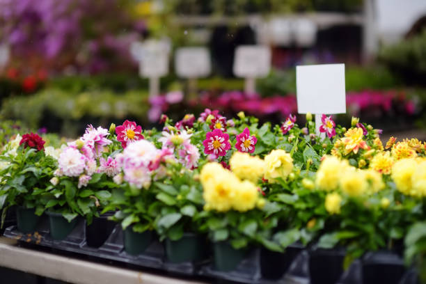 Le Printemps d'Arliquet