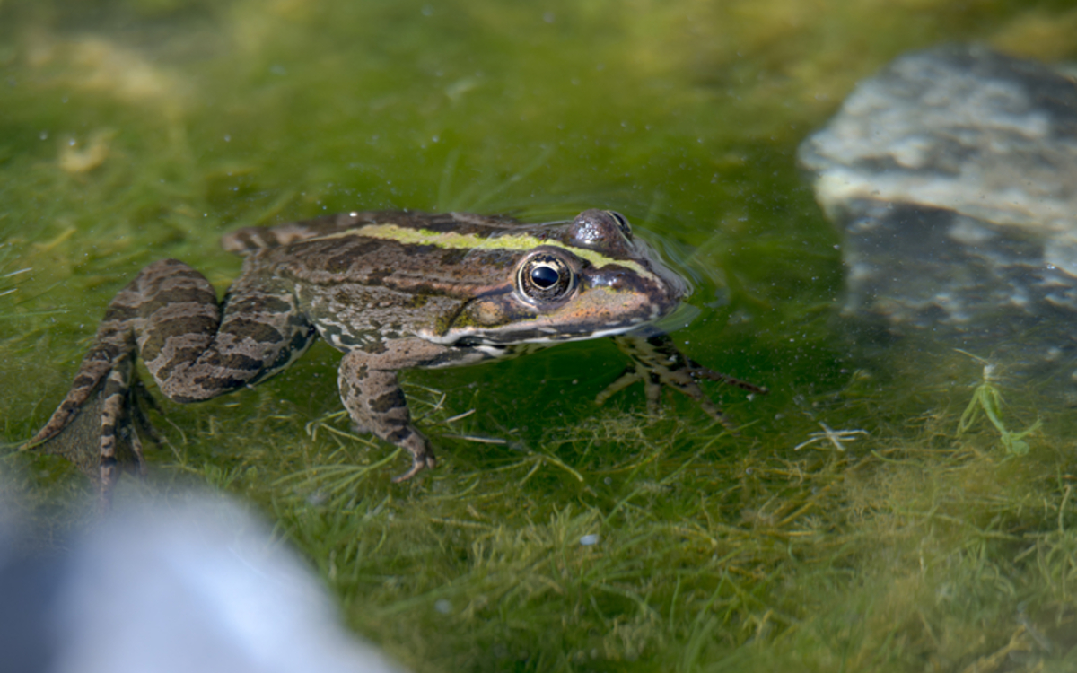 Le printemps des amphibiens Maison Paris Nature Paris