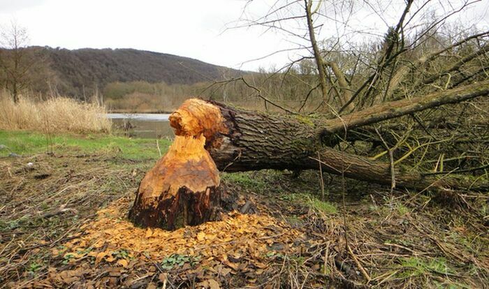 Le retour du Bièvre dans le Valenciennois Base Nature et de Loisirs de Condé-sur-l'Escaut Condé-sur-l'Escaut