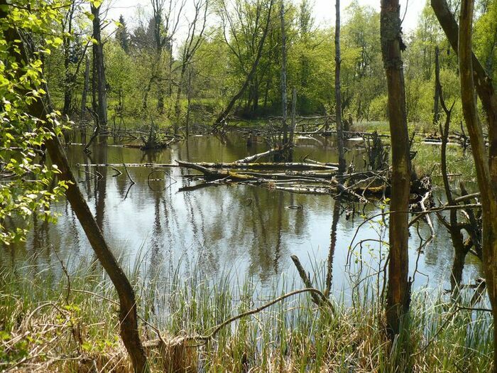 Le retour du Bièvre en Béthunois Mairie d'Annequin Annequin