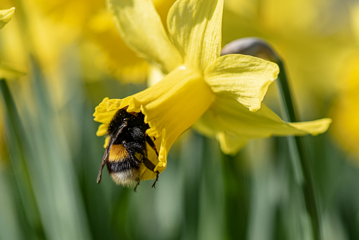 Le rucher du Jardin Botanique de Genève Conservatoire et Jardin botaniques de Genève Chambésy