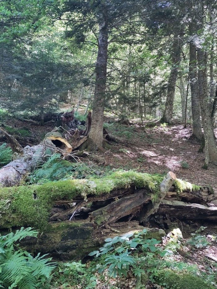 « Le secret des vieux arbres : une biodiversité cachée » Domaine du Thil Saint-Médard-en-Jalles "Le secret des vieux arbres : une biodiversité cachée" Domaine du Thil Saint-Médard-en-Jalles