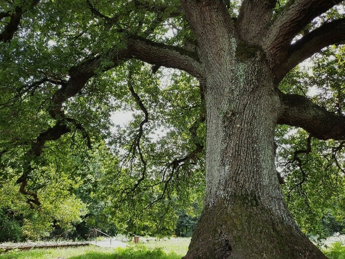 Le secret des vieux arbres : une biodiversité cachée Le Haillan - lieu de départ communiqué par l'association à l'inscription Le Haillan