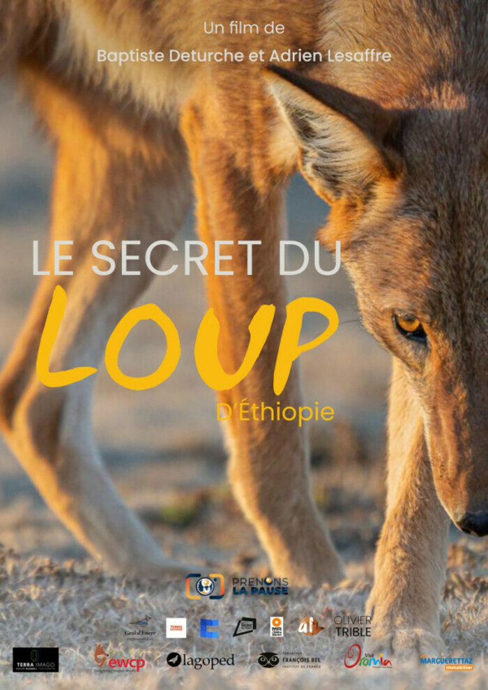 Le Secret du Loup d'Éthiopie La Coupole Saint-Louis