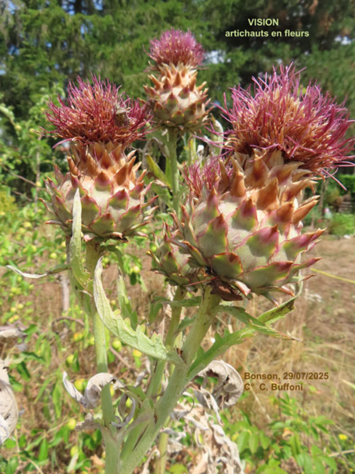 Le végétal vu autrement Jardin en pots Buffoni Bonson