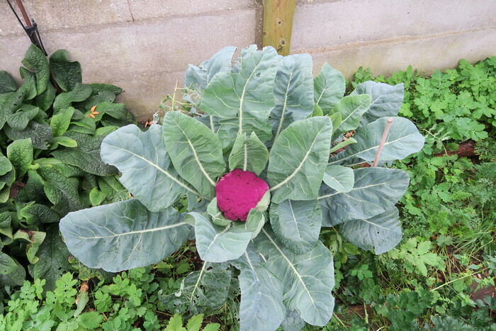Légumes d'hiver en recettes modernes Métropole Rouen Normandie Rouen