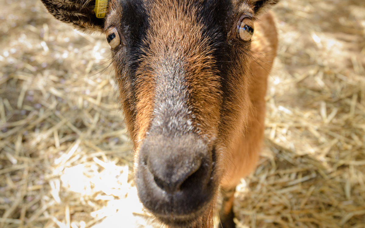 Les animaux de la ferme pédagogique René-Binet dans le 18e arrondissement Jardin René-Binet  Paris