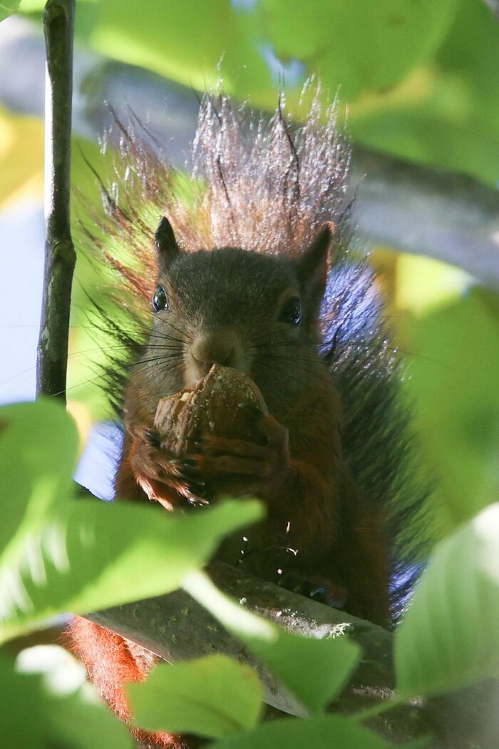 Les Chemins de l'Ecureuil! 59740 Liessies