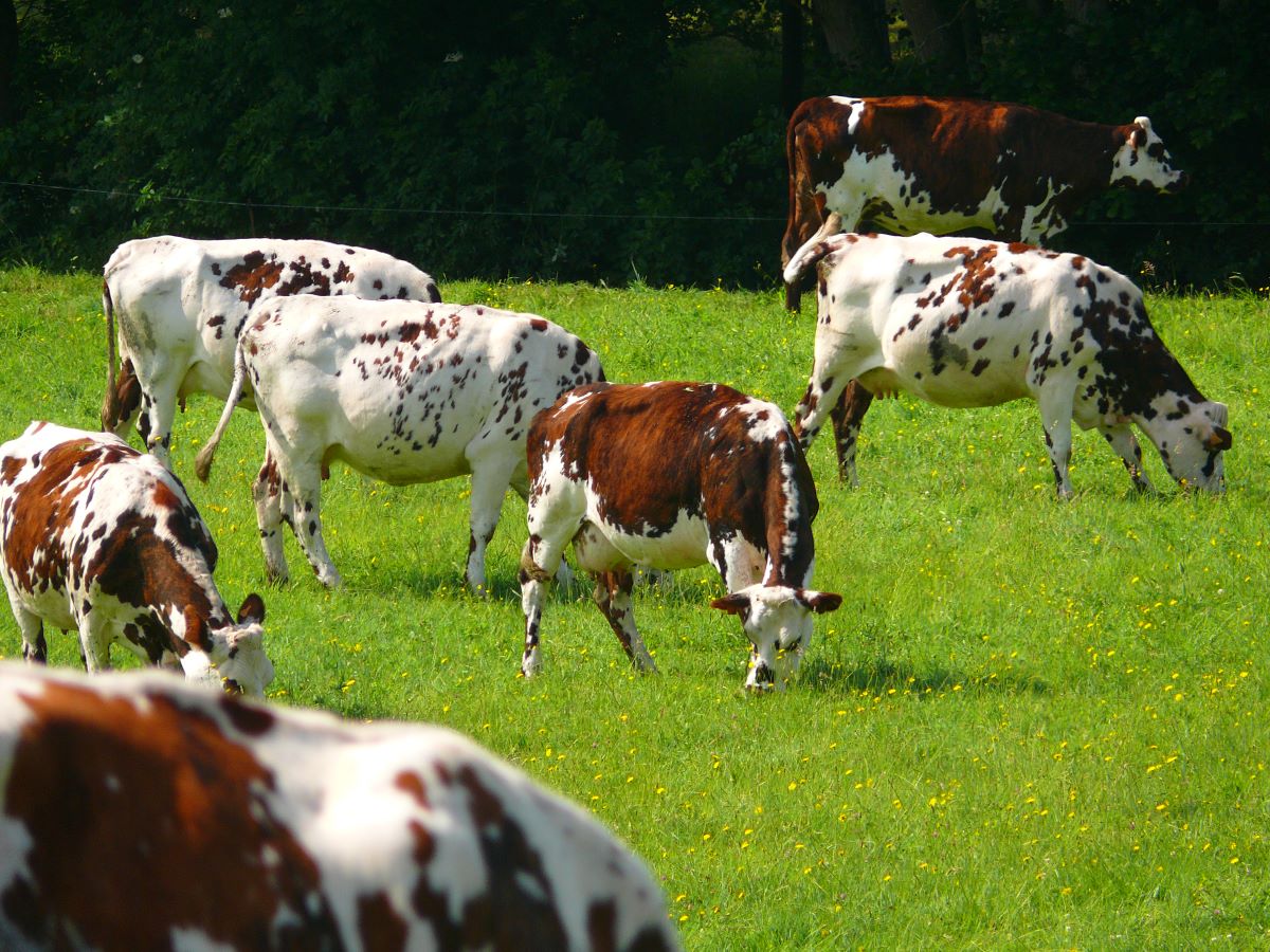 Les Étonnants Patrimoines Petit troupeau pour les petits