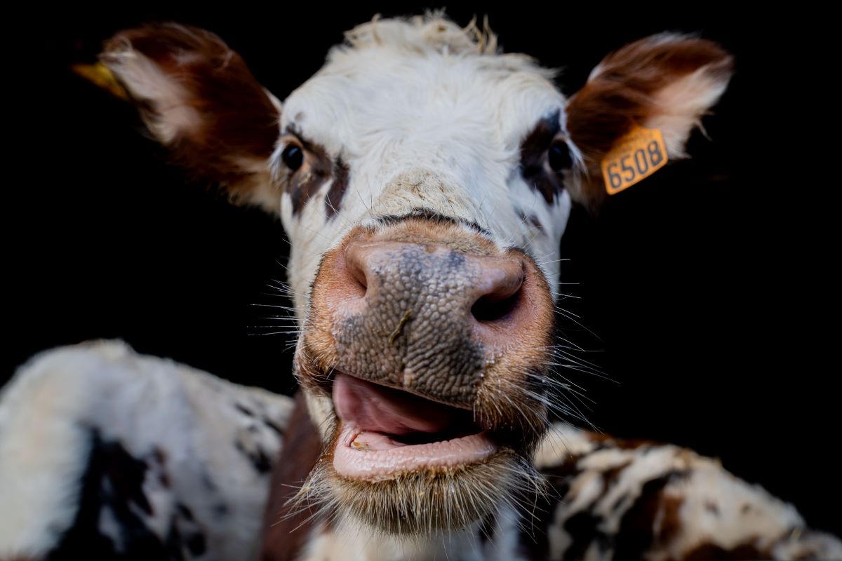 Les Étonnants Patrimoines Vachement tachetées ! pour les tout-petits