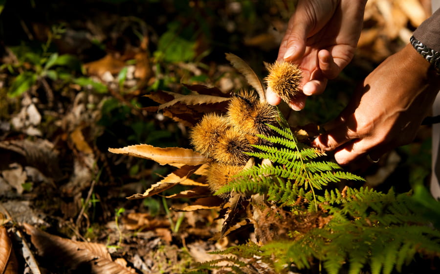 Les fruits et champignons de l'automne