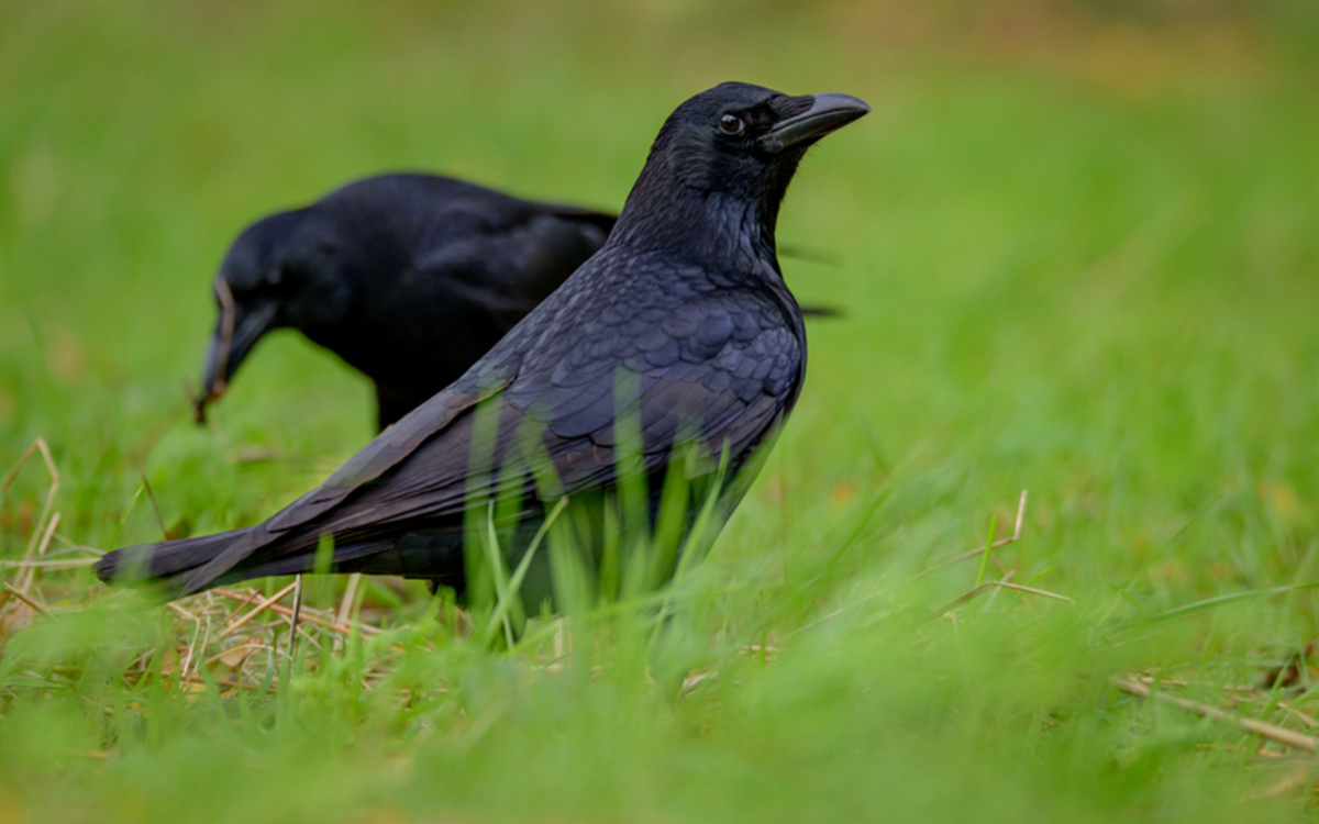 Les mal aimés Maison Paris Nature  Paris