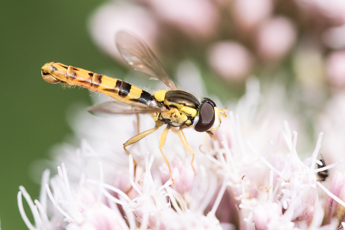 Les mystères de la pollinisation Le Mont de Cerisy