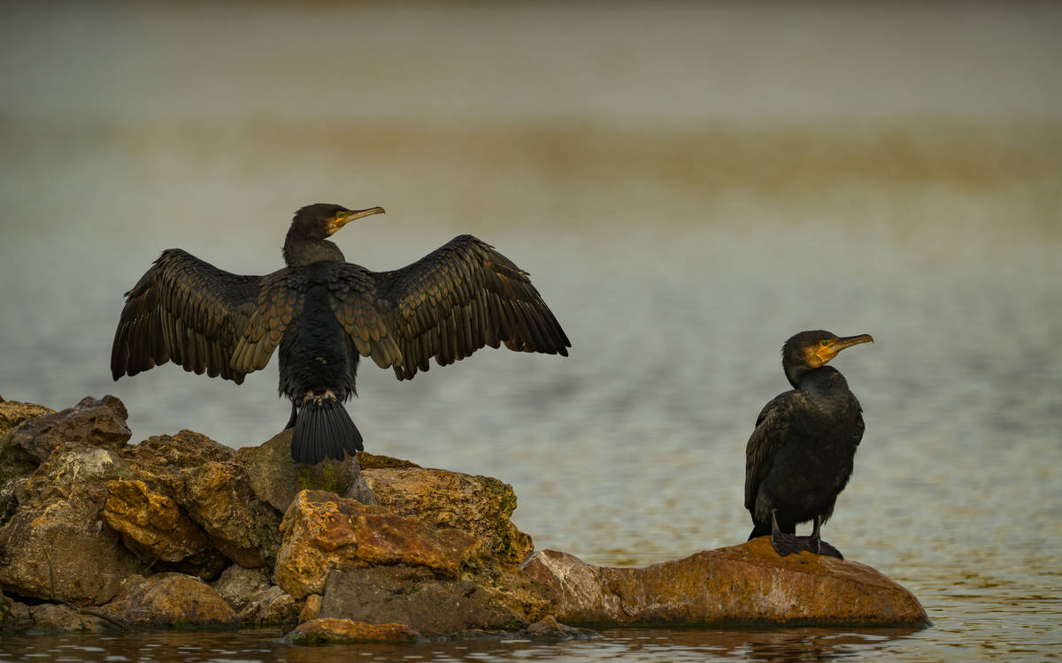 Les oiseaux au lac des Minimes Maison Paris Nature Paris