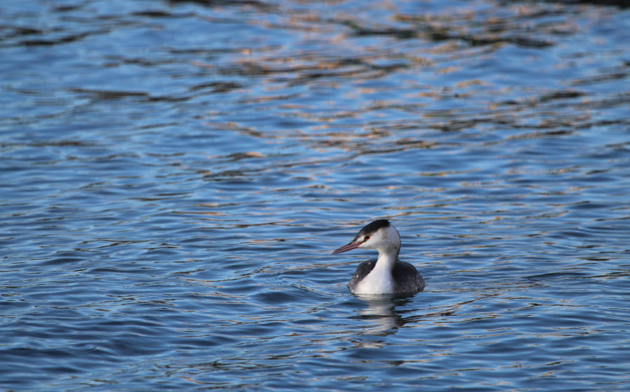 Les oiseaux d'eau et les migrateurs