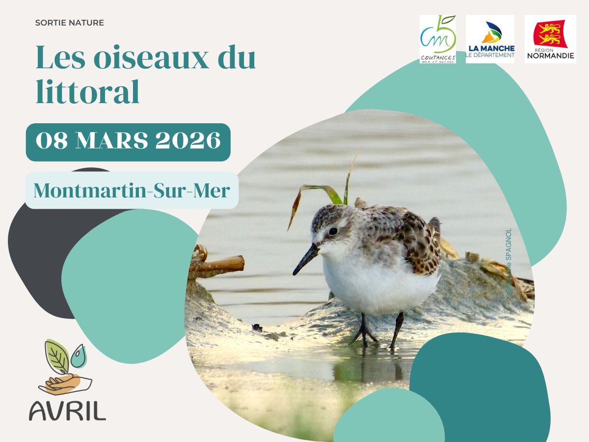 Les oiseaux du littoral