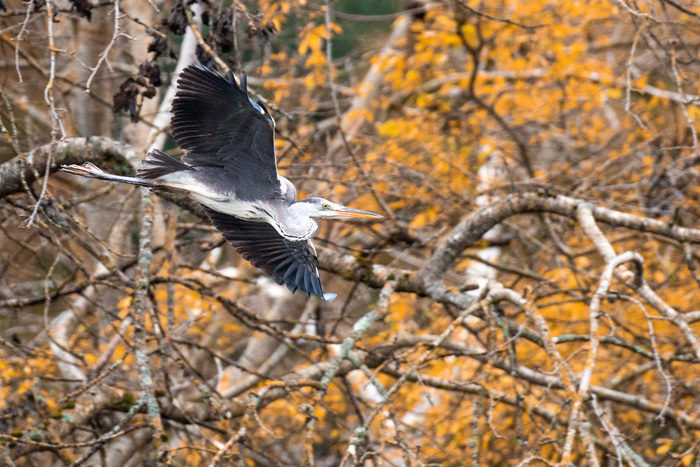 Les oiseaux du marais Observatoire de la voie verte